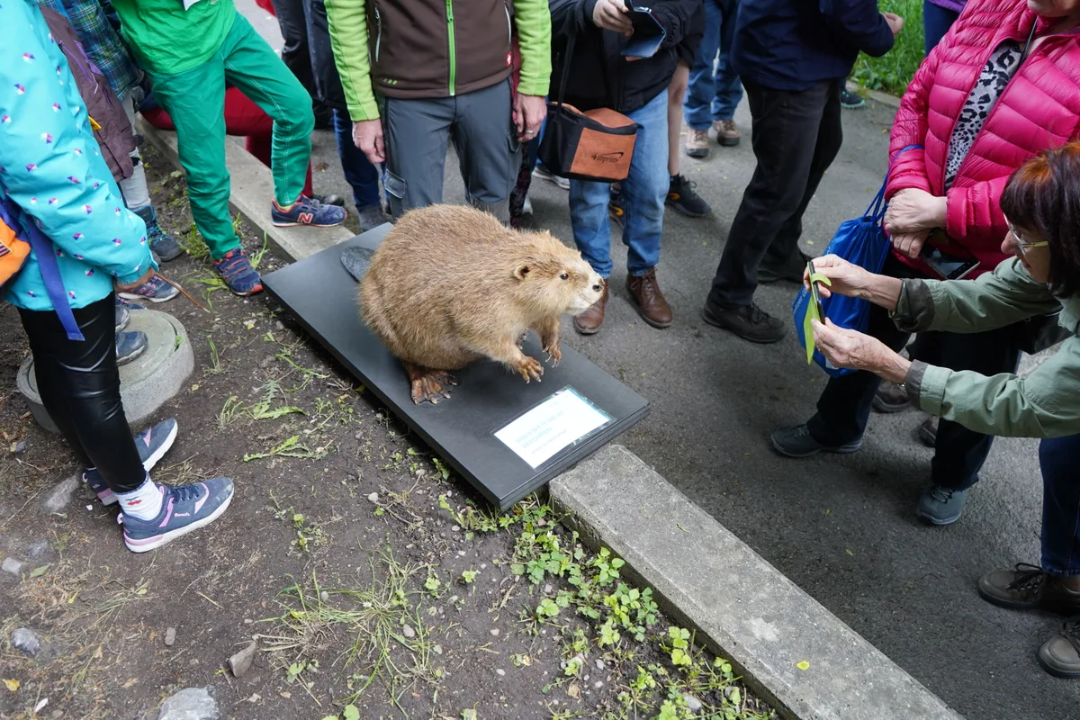 Ein ausgestopfter Biber, den Leute fotografieren.