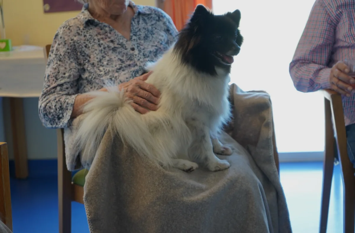 Der Therapiehundeverein Abri aus Volketswil stattet dem Demenzzentrum Sonnweid in Wetzikon einen Besuch ab.