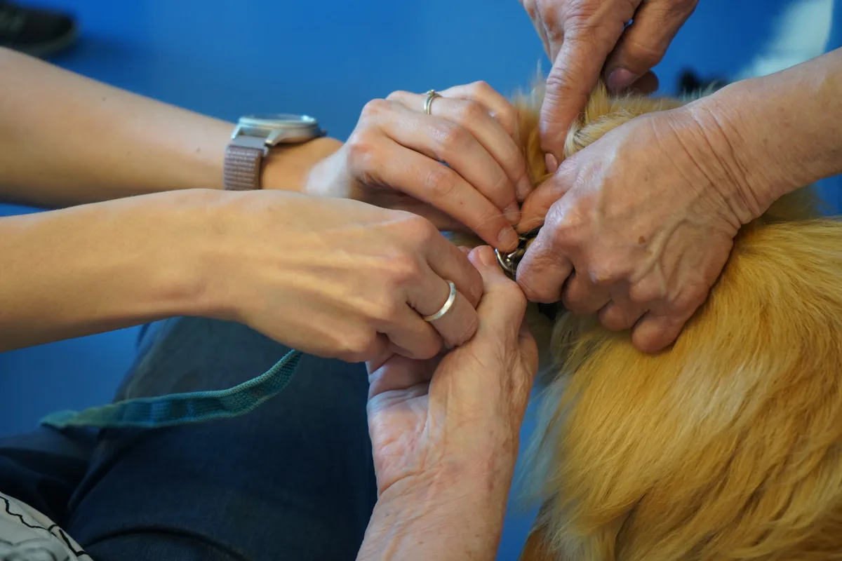 Mehrere Hände leinen einen Hund an.
