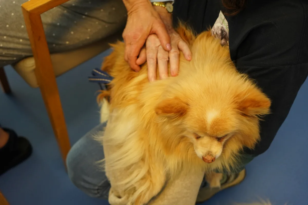 Eine Frau streichelt einen Hund.