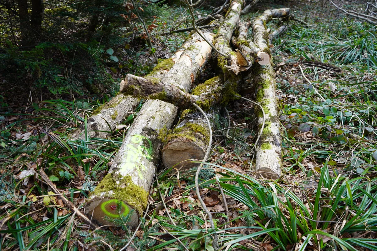 Ein Holzhaufen.