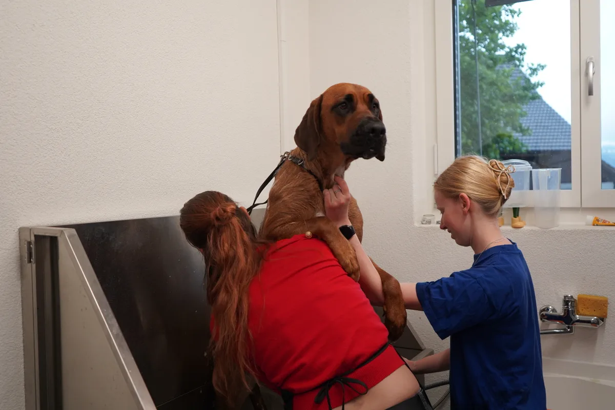 Zwei Frauen baden einen Hund.