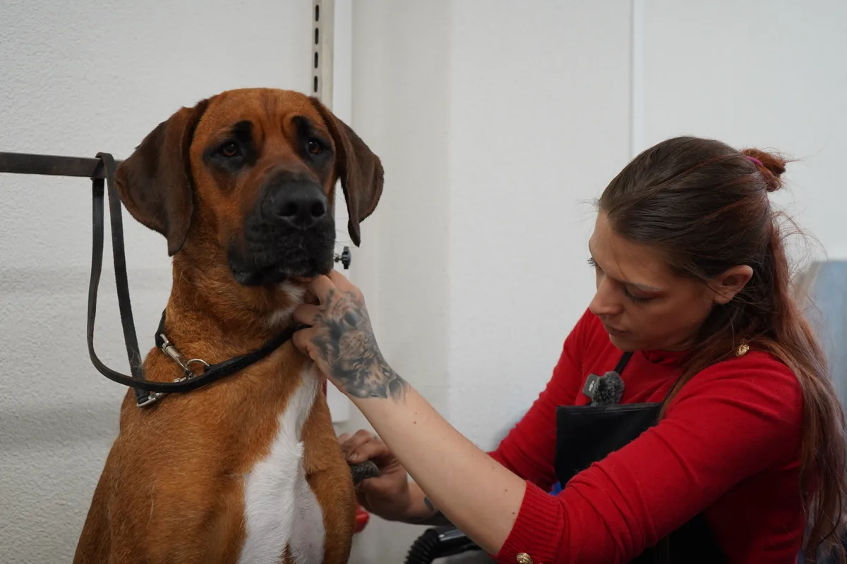 Nach dem Besuch wird Kiara ganz frisch und hübsch aussehen, damit sie bald adoptiert wird. Das ist nämlich das Ziel dieser Aktion von Hundefriseurin Sarah Jäggli.