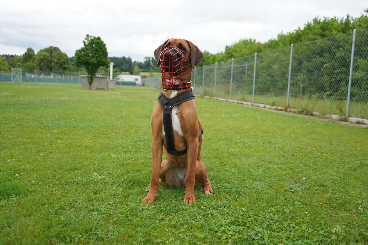 Kiara sitzt auf der Wiese.