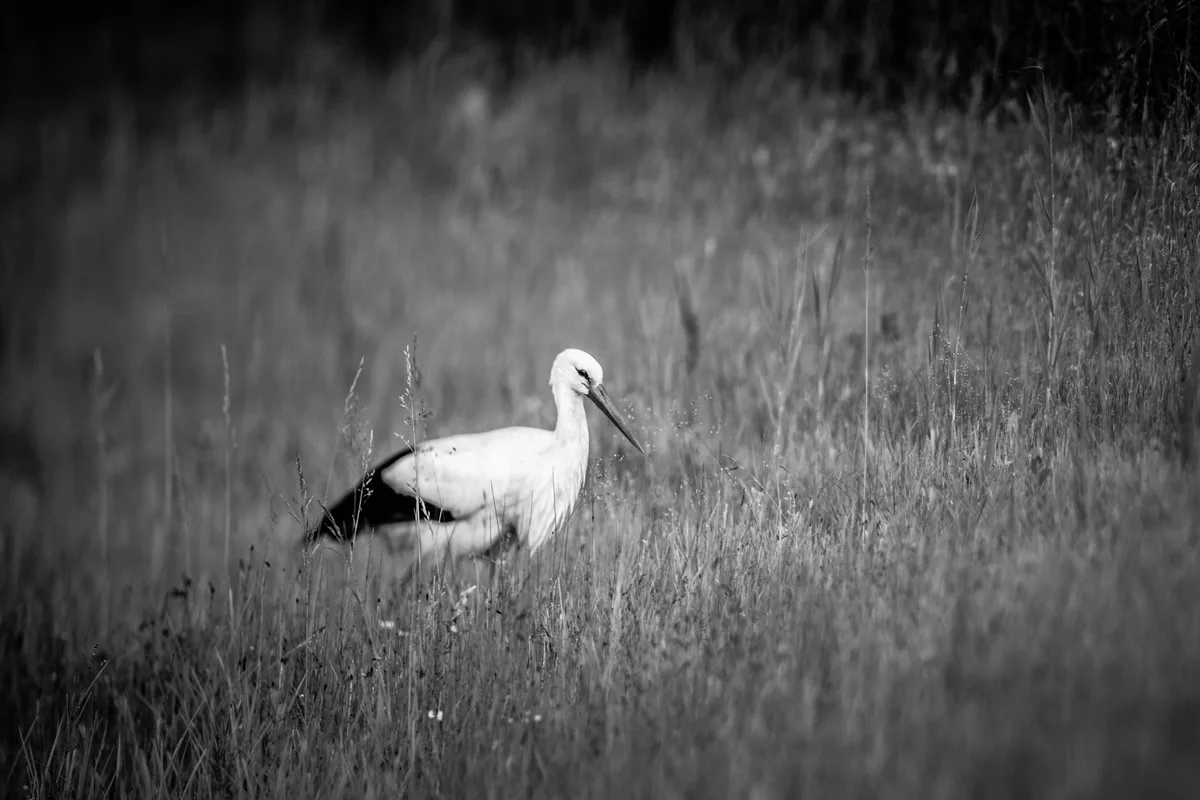 Khakshouris Lieblingsfoto nach dem Ausflug am Greifensee. Ein Storch in der Wiese.