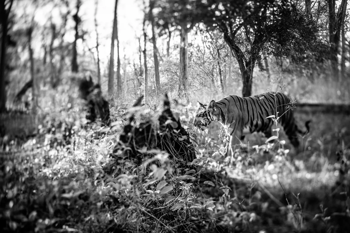 Beim Fotografieren des Tigers in Indien hat Joseph Khakshouri ein Tilt-Shift-Objektiv benutzt. Ein Tiger im Dschungel.