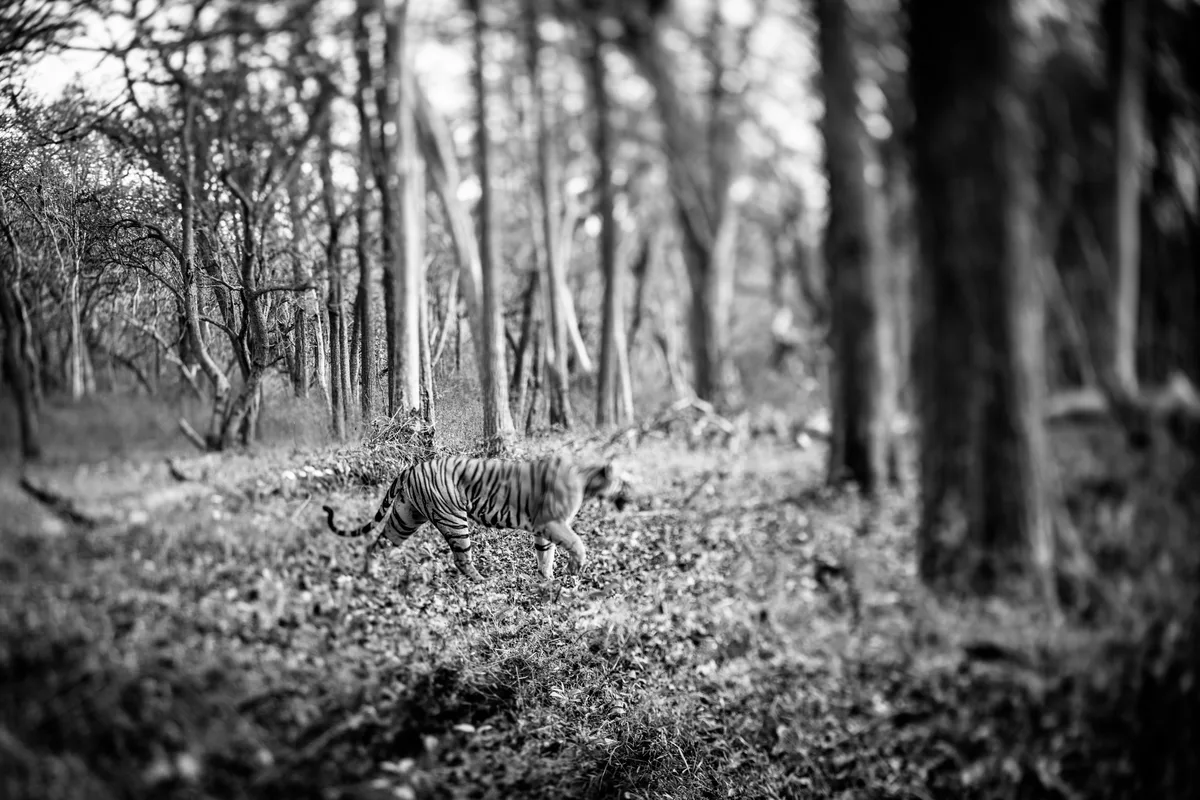 «Happy Accident» bei diesem Tigerfoto. Es ist eines der Lieblingsbilder von Joseph Khakshouri. Ein Tiger im Dschungel.