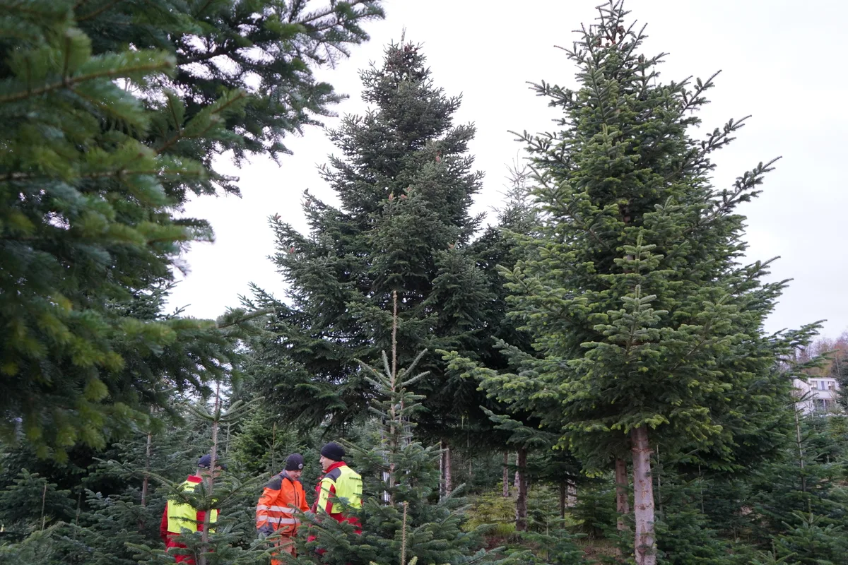 Mehrere Forstarbeiter stehen in einer Baumkultur.