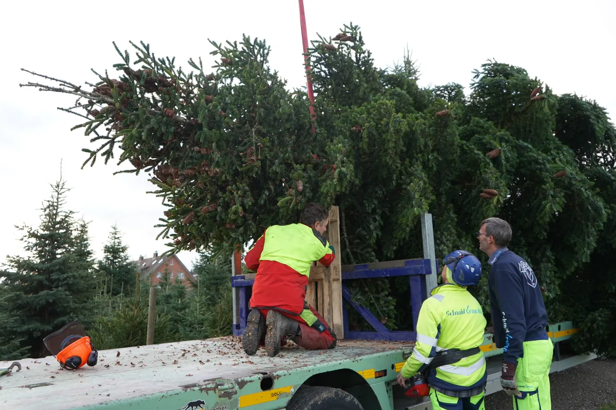 Mehrere Forstarbeiter befestigen die Tanne auf einem Lastwagen.