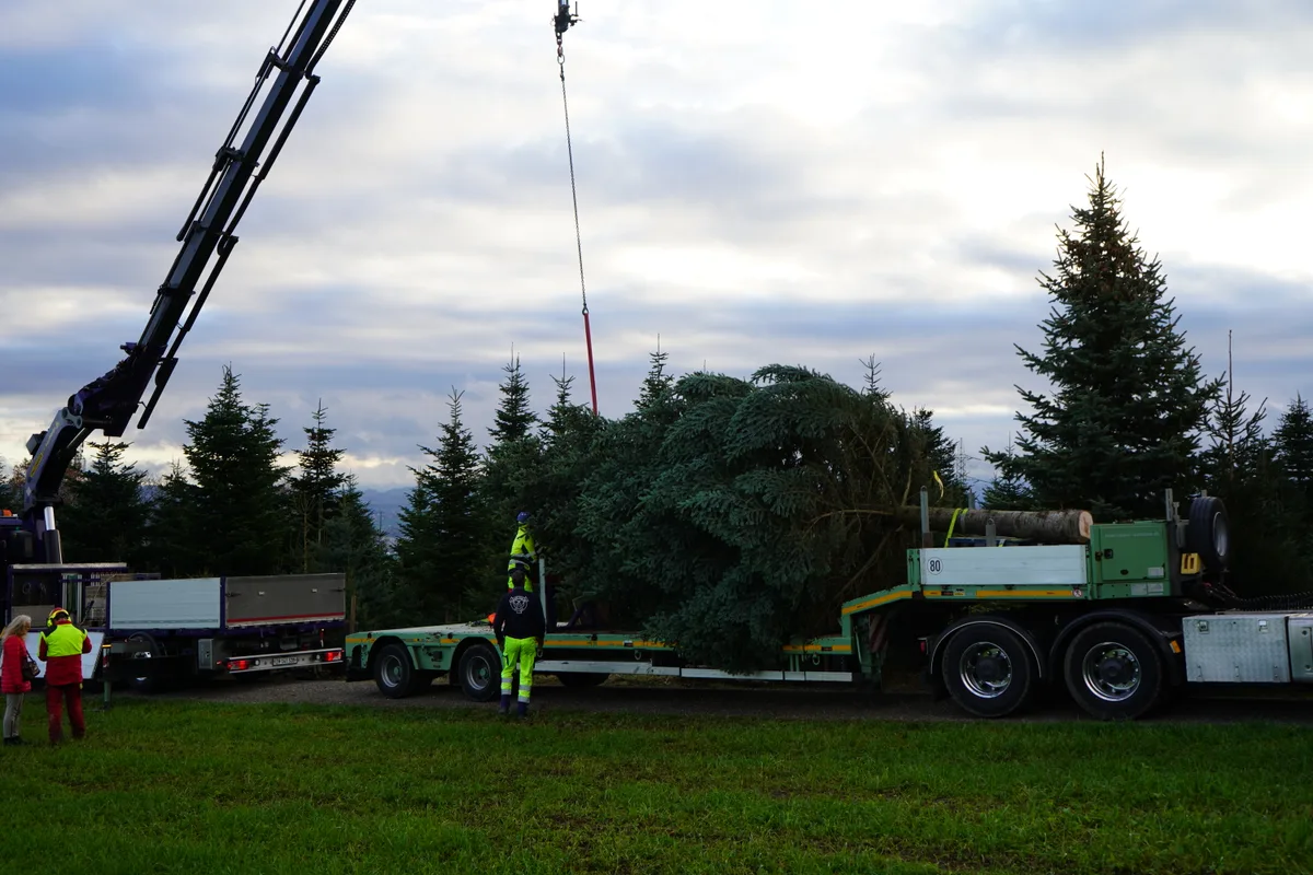 Die Tanne liegt auf dem Lastwagen.