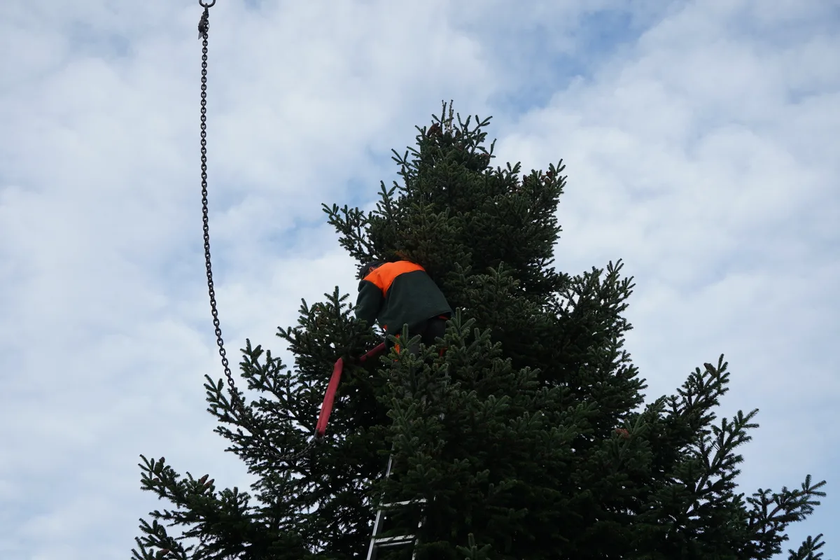 Ein Forstarbeiter bindet eine Schlaufe um den Baum.