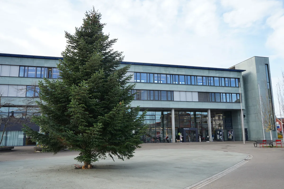 Die Tanne steht vor dem Stadthaus.