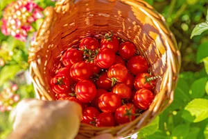 25478862-4 Frisch aus dem Garten: Aromatische Cherry-Tomaten reifen früh und liefern über hundert Früchte pro Pflanze – ideal für Balkon und Garten.