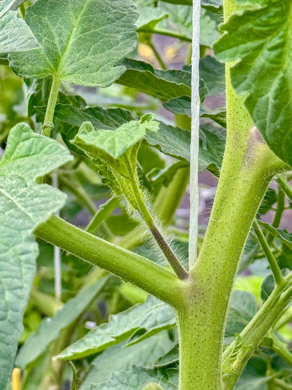Der mittlere Geiztrieb in der Blattachsel.