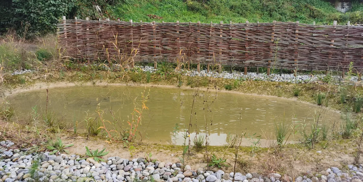 Neben dem Schulhaus Gfenn in Dübendorf wurden Weiher speziell für die gefährdete Gelbbauchunke angelegt.