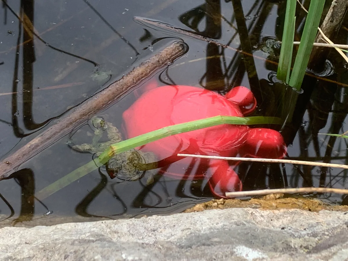 Ein Sandförmchen mit einem Frosch im Wasser. 