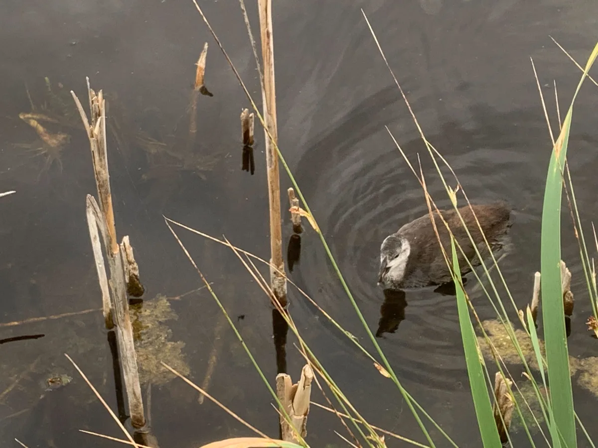 Ein Blässhuhn im Wasser.