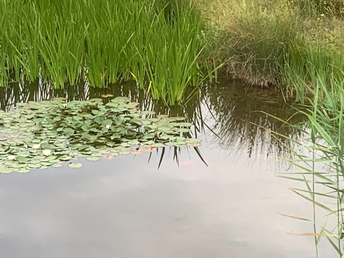 Ein Teich mit einem Fisch darin.