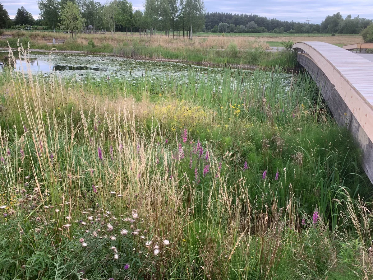 Pflanzen neben einer Brücke.