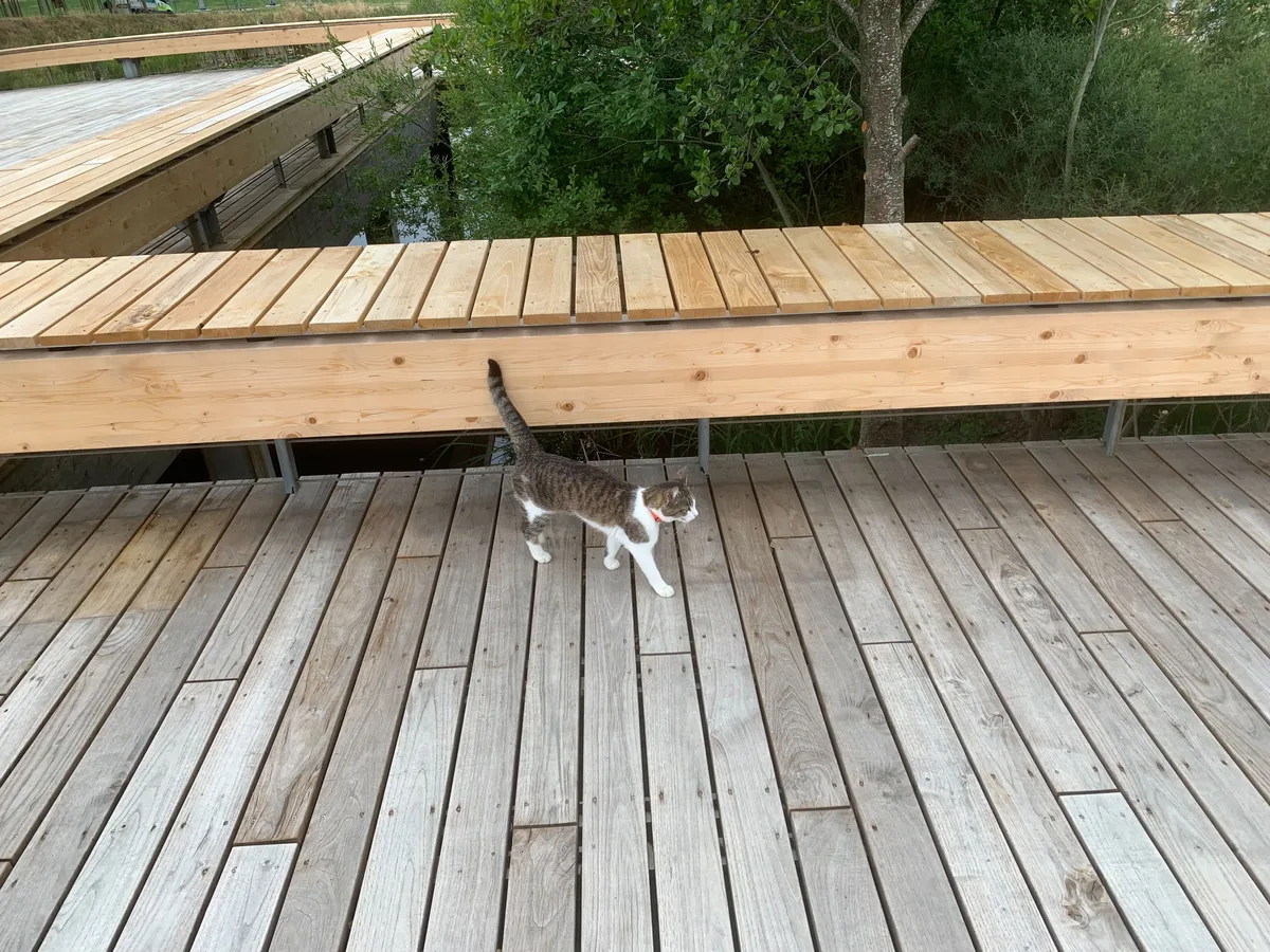 Eine Katze auf einer Brücke.