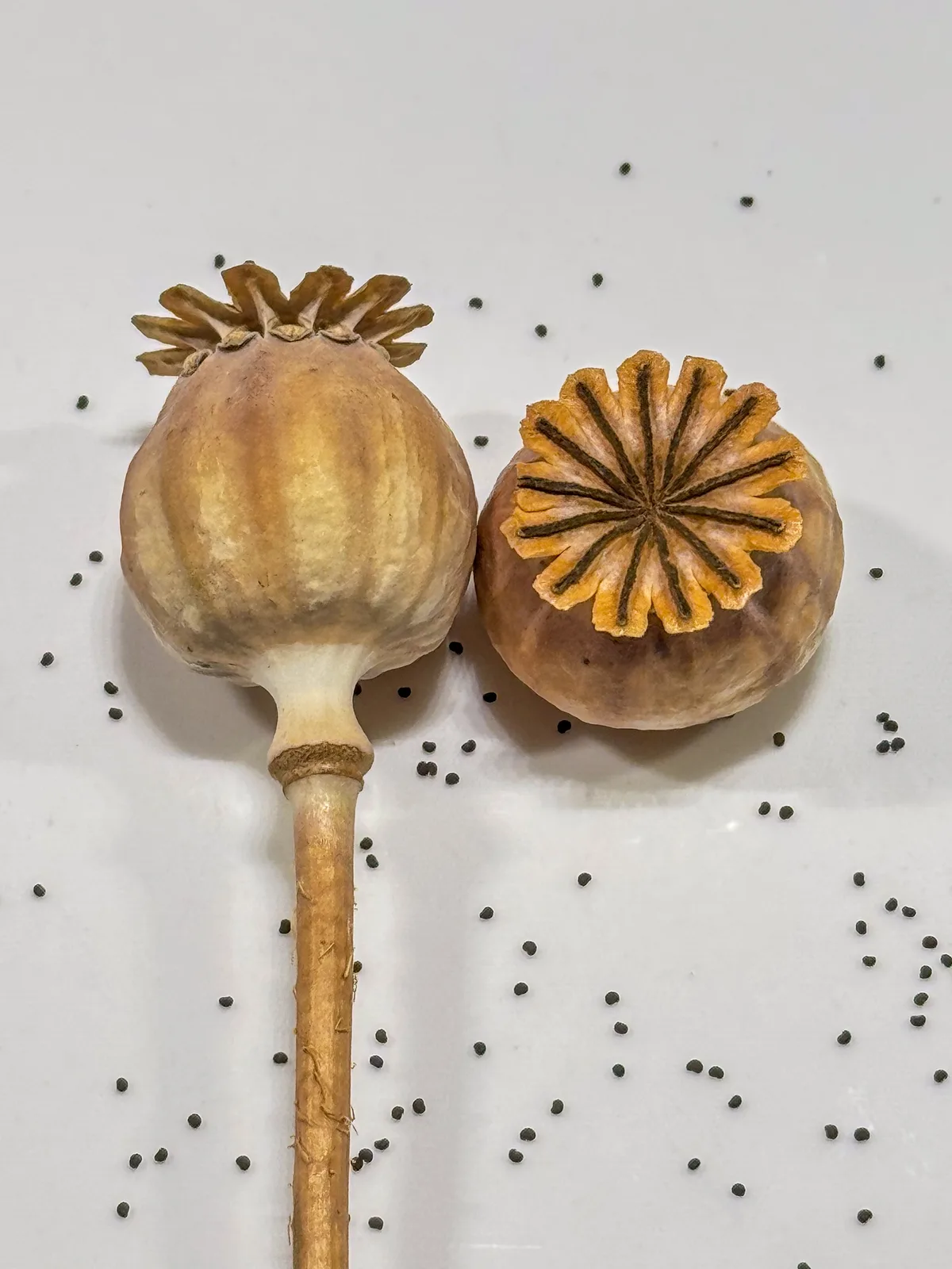Nahaufnahme von zwei reifen Mohn-Samenkapseln und den herausgefallenen Mohnsamen, die auf einer weissen Oberfläche verstreut liegen.