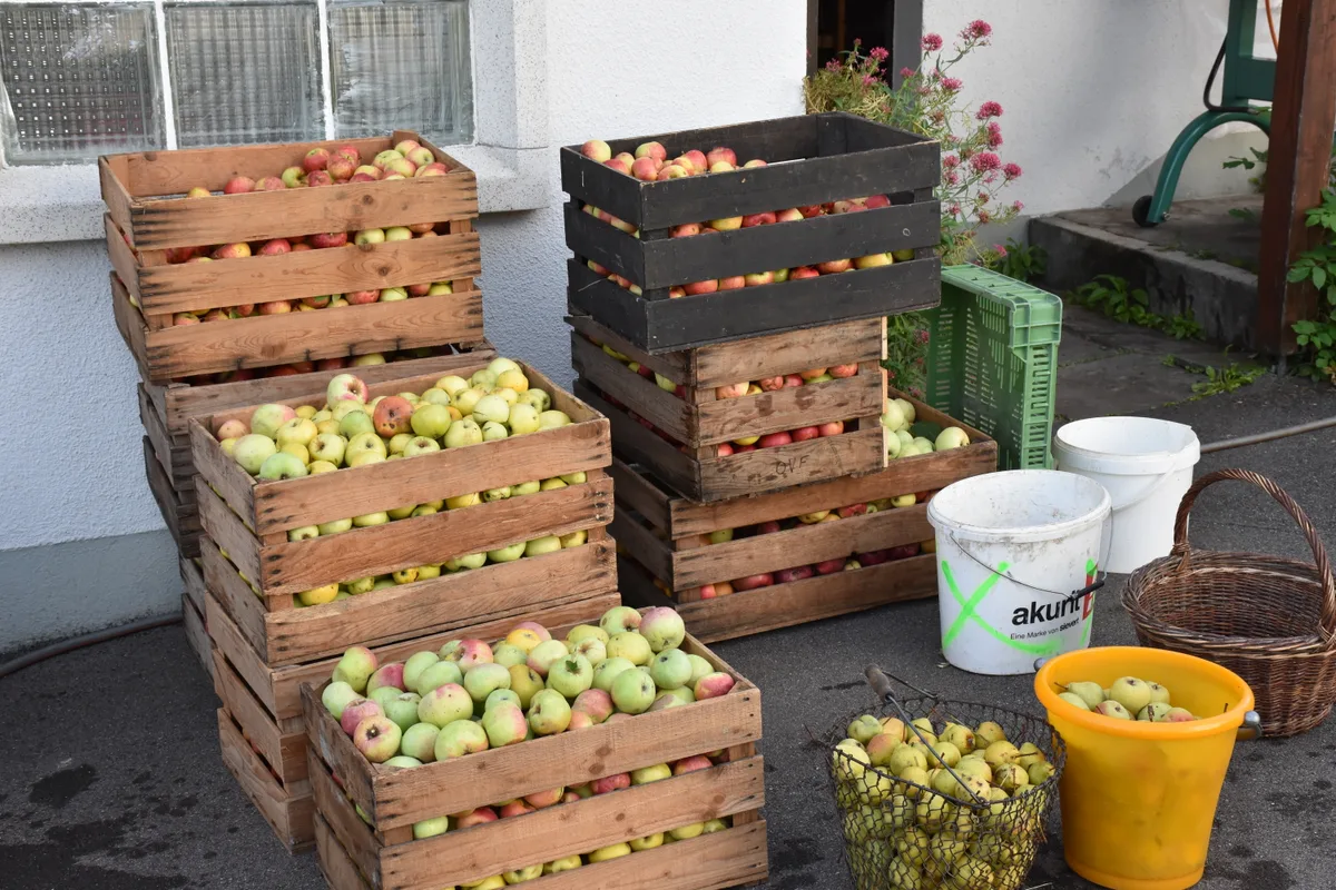 Das gibt noch genug Arbeit: Die gesammelten Äpfel warten auf den nächsten Schritt.