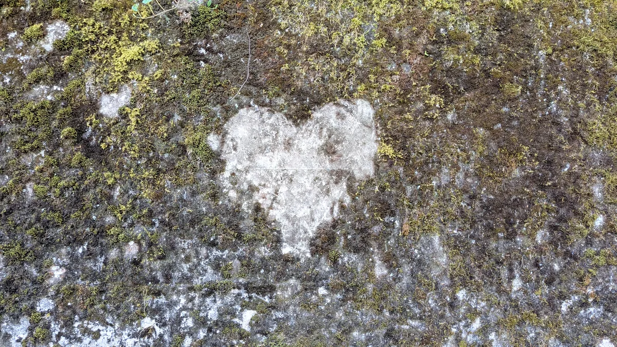 Pflanzen wachsen auf Beton, zwischen Randsteinen, auf Brachen in einem urbanen Gebiet.