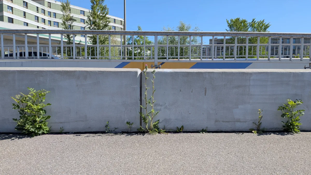 Pflanzen wachsen auf Beton, zwischen Randsteinen, auf Brachen in einem urbanen Gebiet.