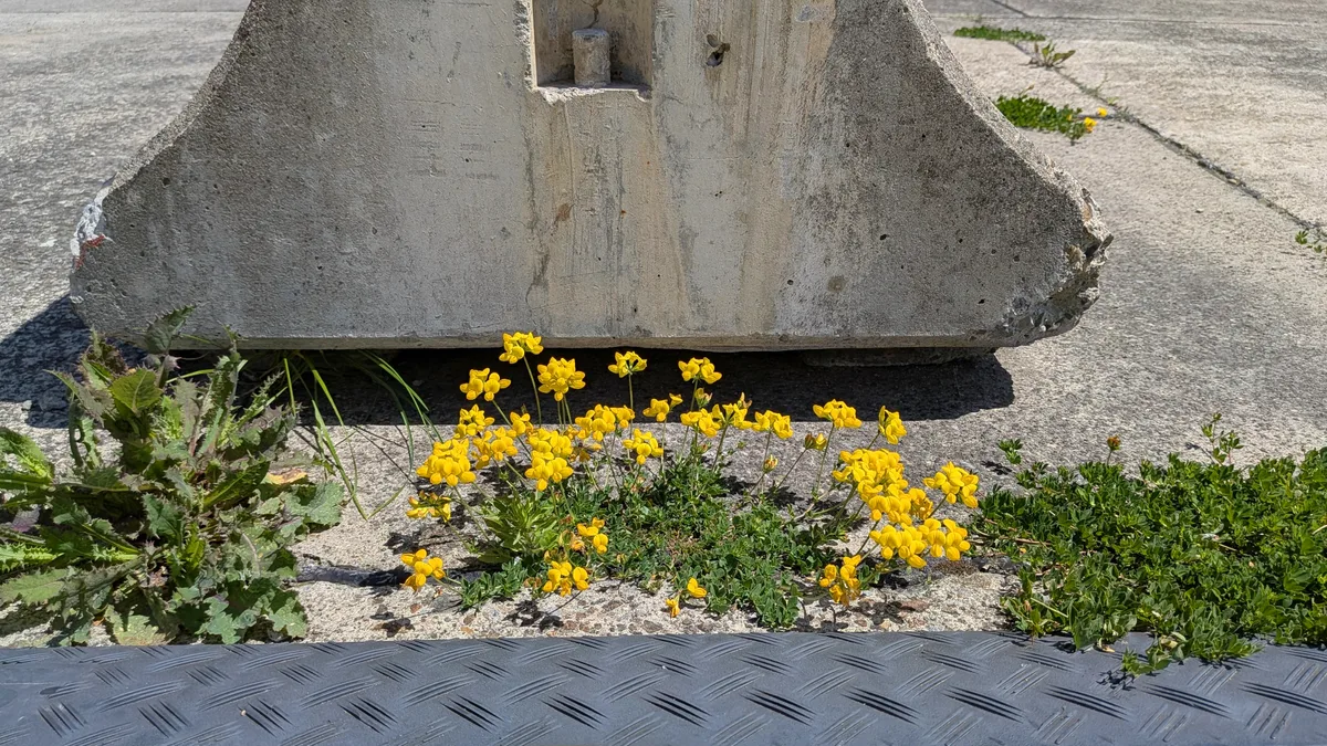 Pflanzen wachsen auf Beton, zwischen Randsteinen, auf Brachen in einem urbanen Gebiet.