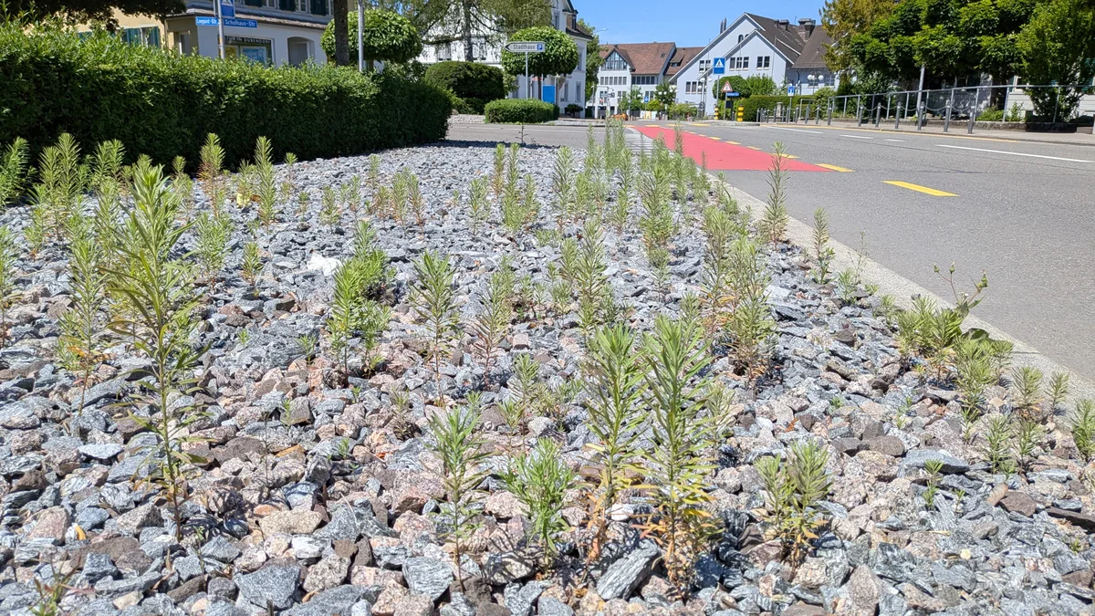 Pflanzen wachsen auf Beton, zwischen Randsteinen, auf Brachen in einem urbanen Gebiet.