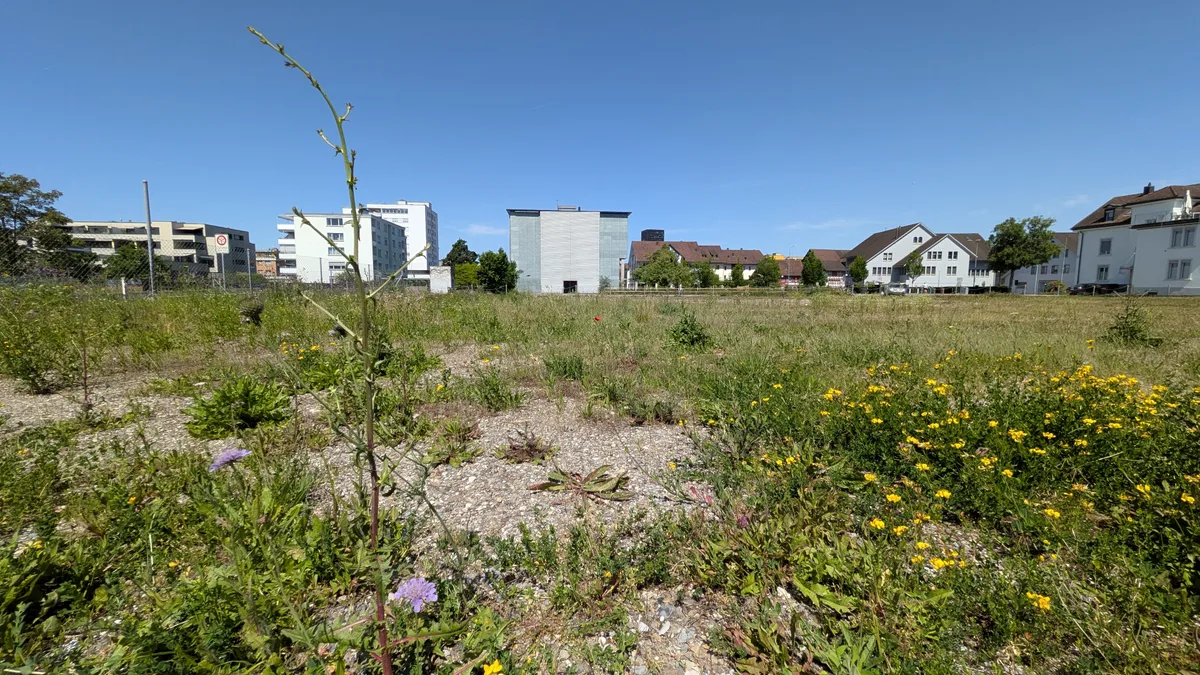 Pflanzen wachsen auf Beton, zwischen Randsteinen, auf Brachen in einem urbanen Gebiet.