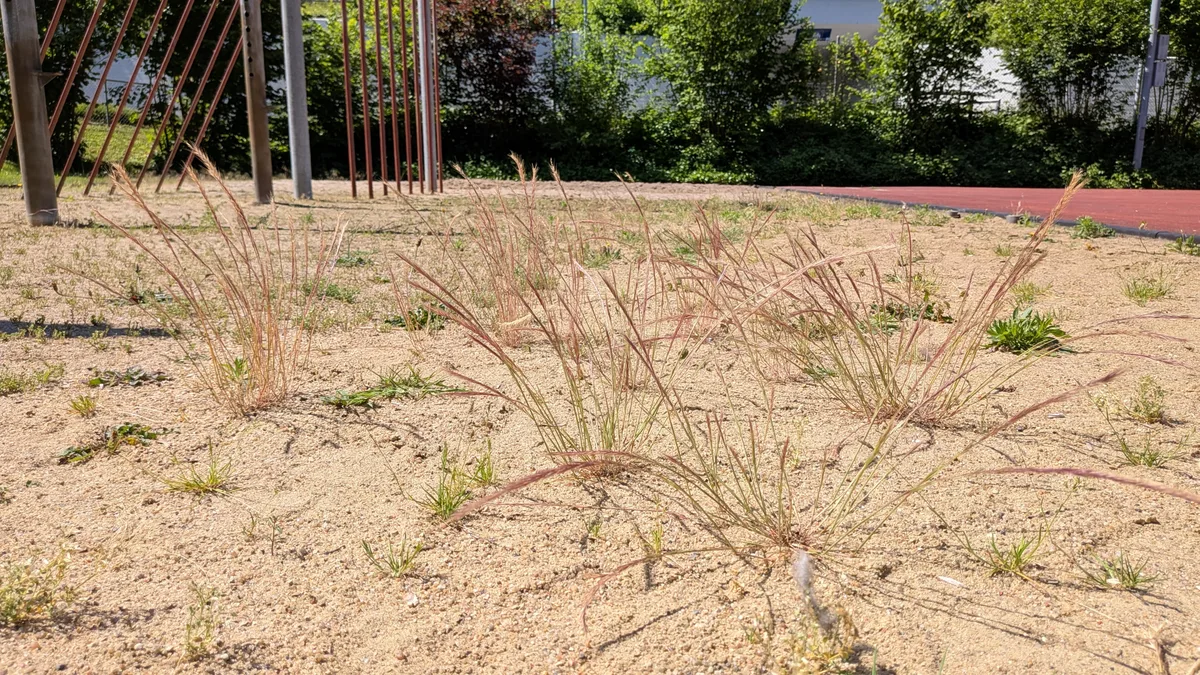 Pflanzen wachsen auf Beton, zwischen Randsteinen, auf Brachen in einem urbanen Gebiet.