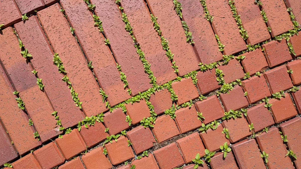 Pflanzen wachsen auf Beton, zwischen Randsteinen, auf Brachen in einem urbanen Gebiet.