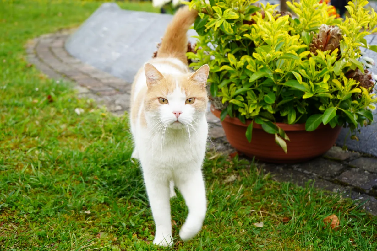 Kater Simba.