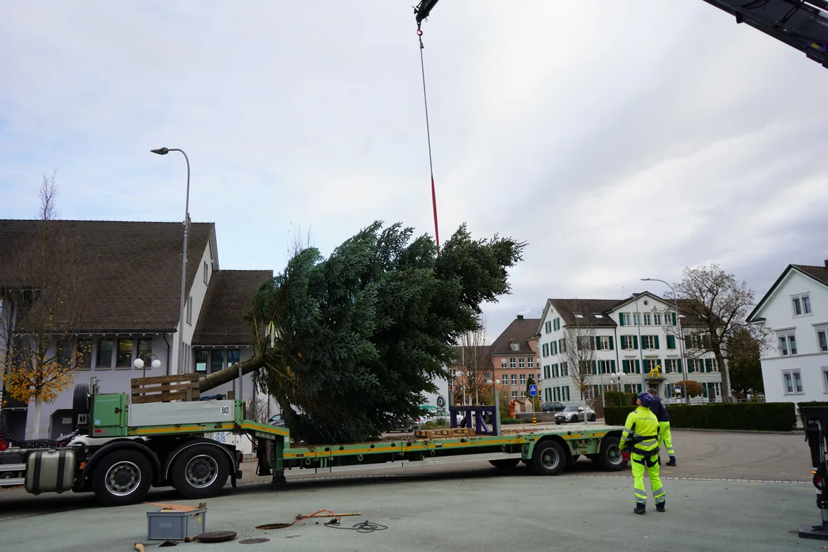 Die Holzkorporation Dübendorf fällt den Weihnachtsbaum für das Stadthaus Dübendorf.