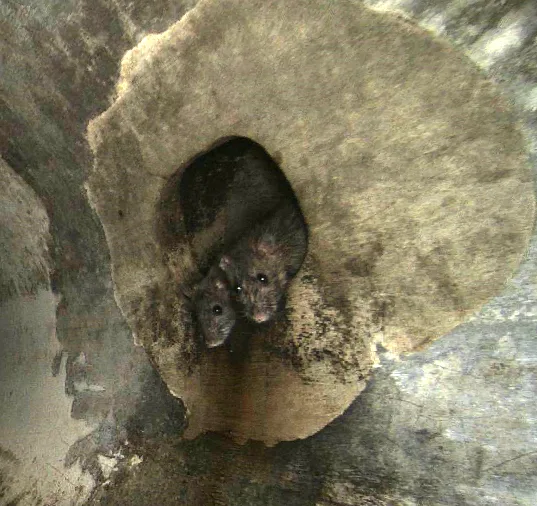 Die Ratten gucken neugierig in die Kamera, anstatt sich vor Angst zu verstecken.