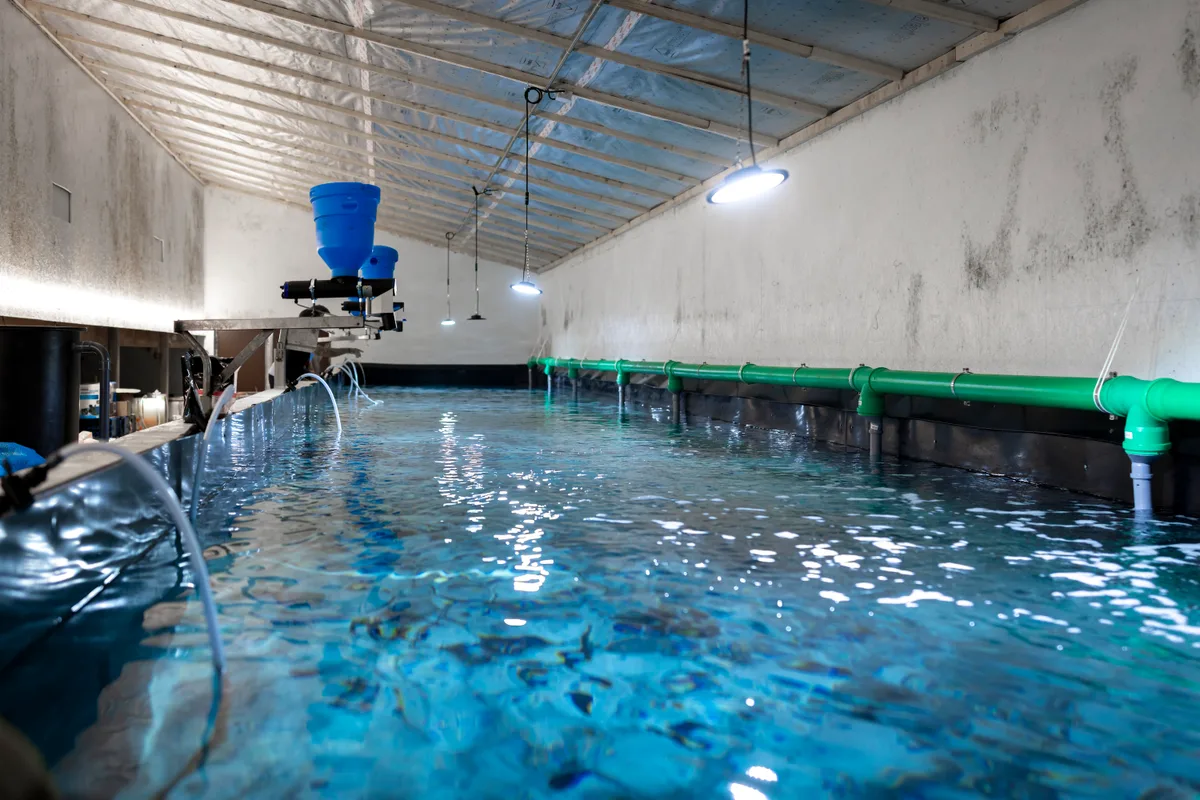 Das Wasser im grossen Becken wird durch Luftblasen ständig in Bewegung gehalten. Mit den blauen Behältern am Rand kann die Fütterung automatisiert werden. Blick auf das grosse Becken.