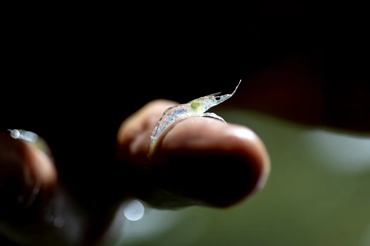 Die Weissfussgarnele stammt aus dem Pazifik. Ein Shrimp auf einem Finger.