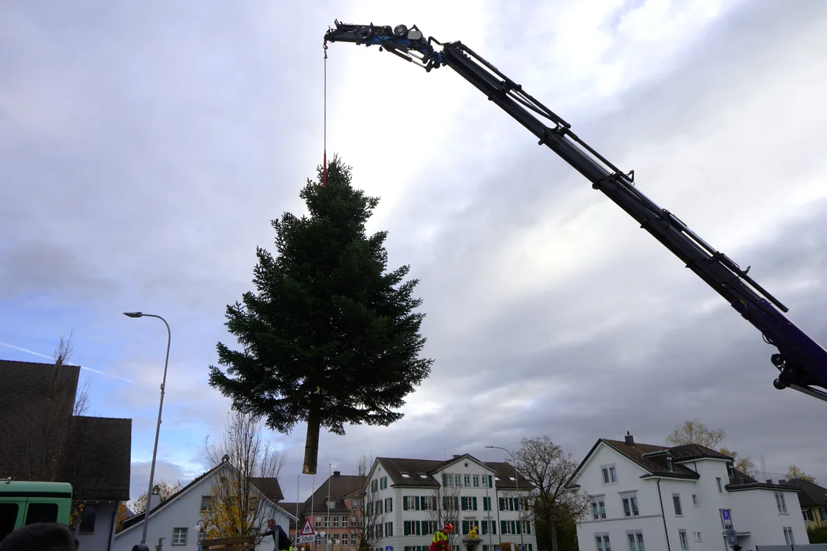 Eine Tanne hängt am Kran.