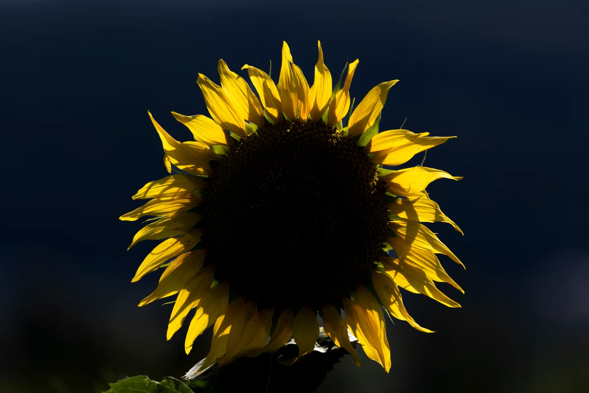 Eine Corona wie bei einer Sonnenfinsternis; diese Fällander Sonnenblume macht ihrem Namen alle Ehre. Impressionen mit Licht und Schatten.