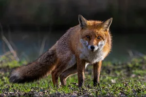 In Dübendorf sind wegen einer Überpopulation viele Füchse an der Räude erkrankt. Jäger haben die Überpopulation jetzt dezimiert. In Dübendorf sind wegen einer Überpopulation viele Füchse an der Räude erkrankt. Jäger haben die Überpopulation jetzt dezimiert.