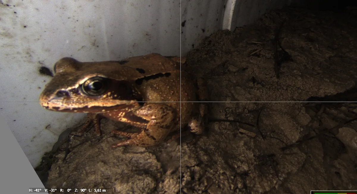 Ein Frosch sitzt direkt vor der Kamera.