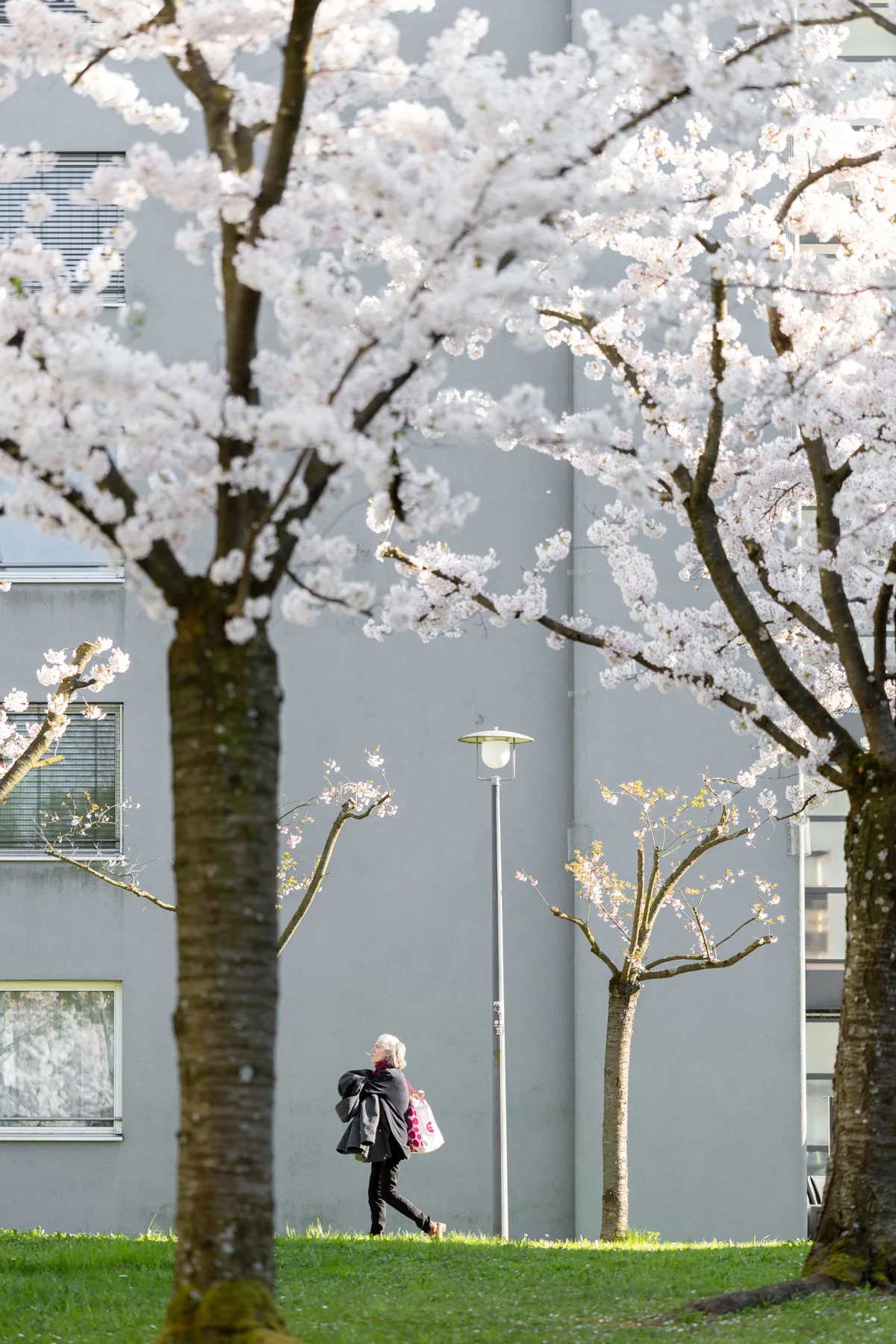 Prächtige Blüten erscheinen den Bewohnern dieser grauen Wohnblocks. Frühlingsbilder aus dem Glattal