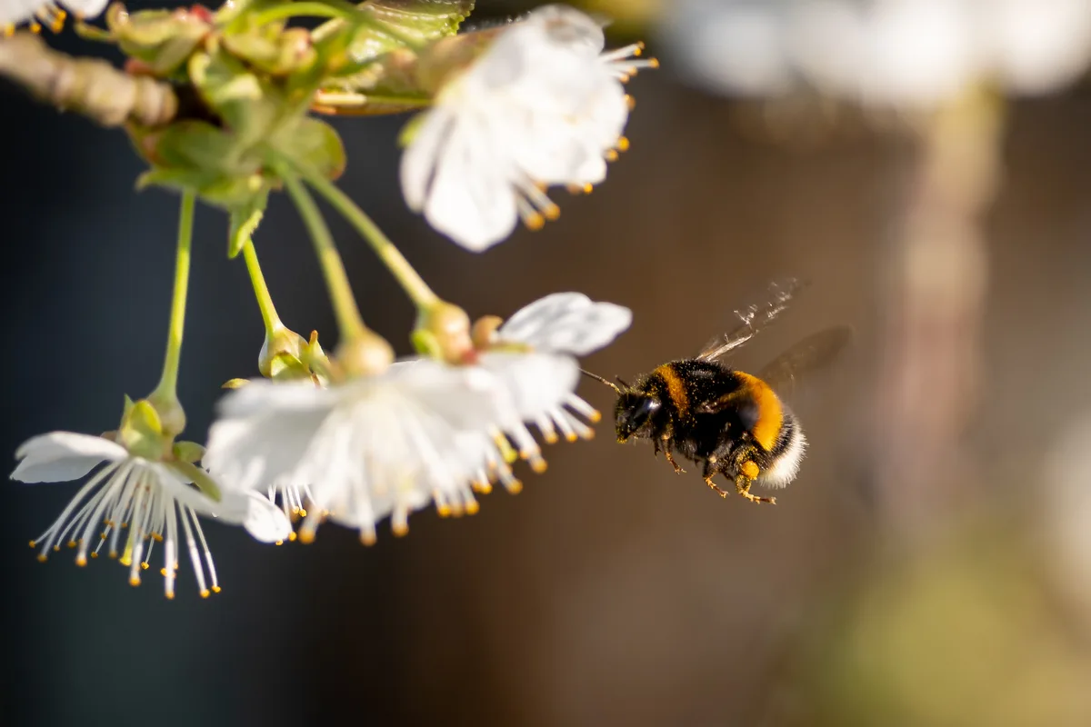 Diese Dunkle Erdhummel ist im Gfenn unterwegs, um die Blüten zu bestäuben. Frühlingsbilder aus dem Glattal