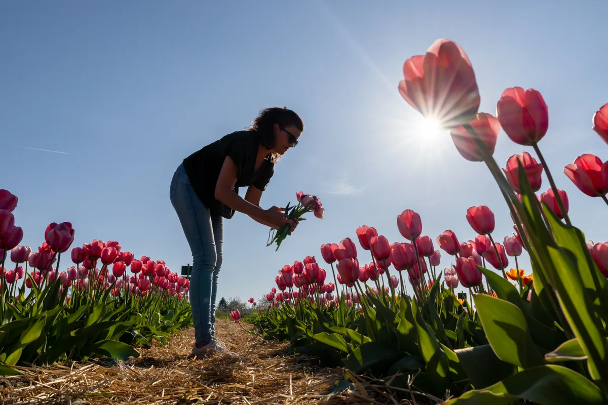 Tulpenverkaufsfeld bei Hegnau Tulpenverkaufsfeld bei Hegnau