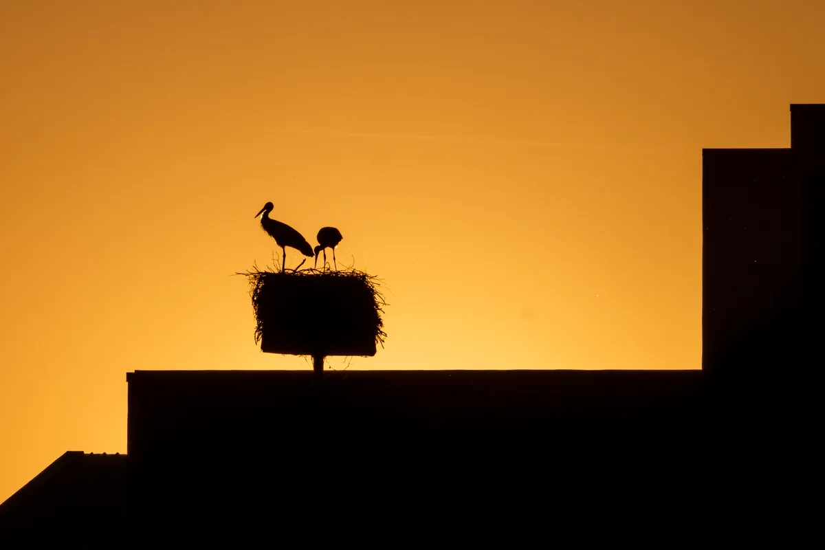 Störche gelten gemeinhin als Frühlingsboten. Dieses Nest mit den beiden Störchen steht in Fällanden. Frühlingsbilder aus dem Glattal