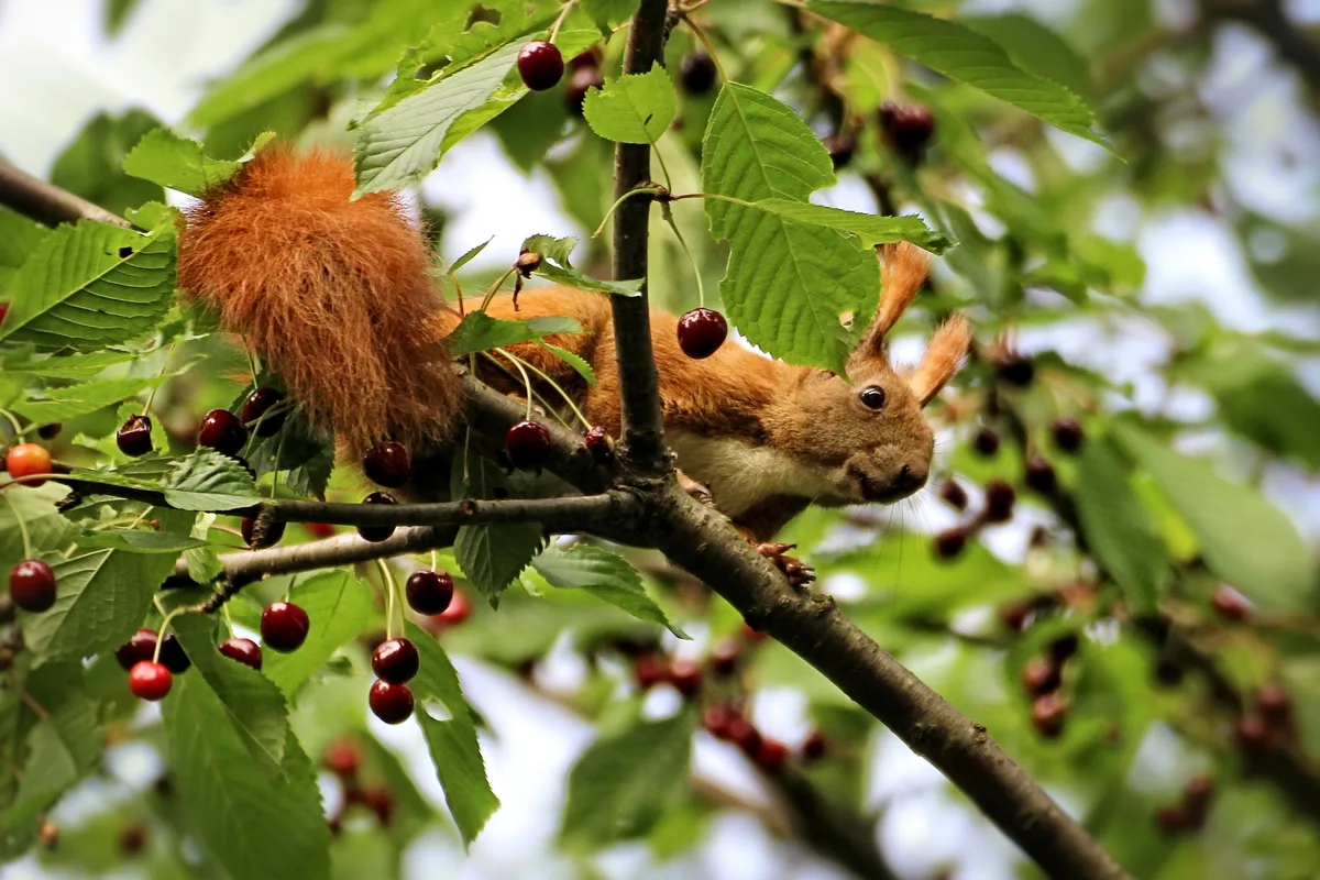 Ein Eichhörnchen in einem Kirschbaum.