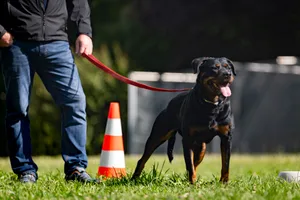 Wesensbeurteilung von einem Rottweiler "Tinka" in einem umzäunten Gelände bei Dübendorf. Wesensbeurteilung von einem Rottweiler "Tinka" in einem umzäunten Gelände bei Dübendorf.