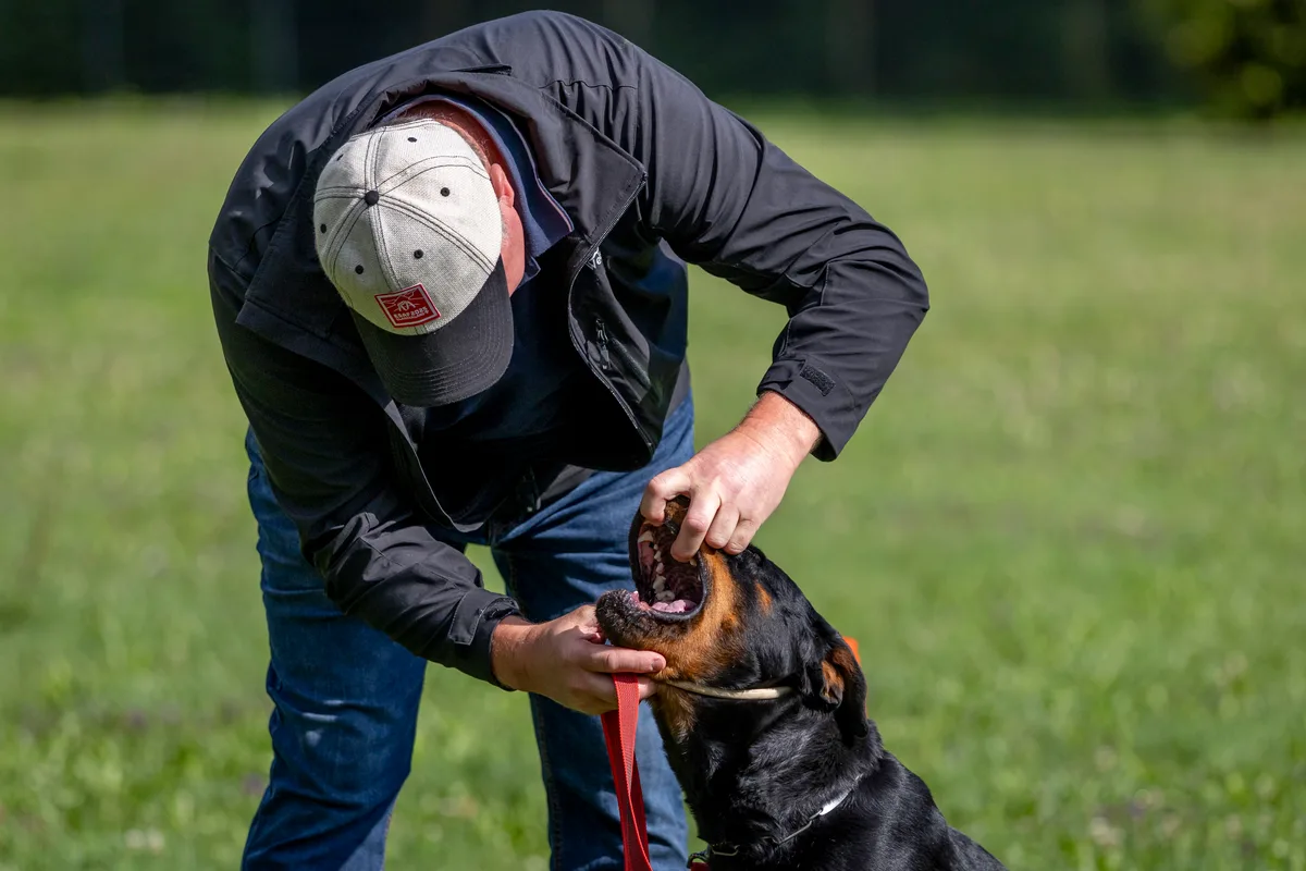 Der Halter greift in das Maul des Hundes.