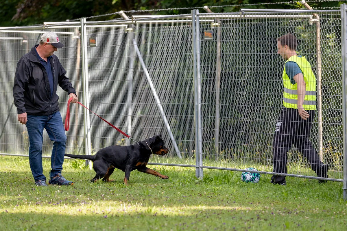 Der Hund springt einem Ball hinterher, während der Halter an der Leine zieht.